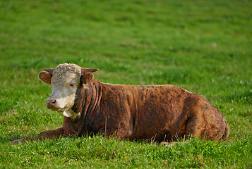 Image showing One hereford cow sitting alone on farm pasture. One hairy animal isolated against green grass on remote farmland and agriculture estate. Raising live cattle, grass fed diary farming industry