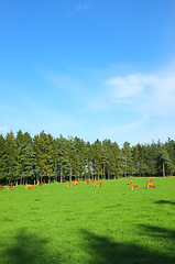 Image showing Full length herd of hereford cow standing together and grazing on farm pasture. Hairy brown animals eating green grass with a blue copy space sky on an estate. Raising live cattle for dairy industry