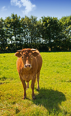 Image showing Full length of one hereford cow standing alone on farm pasture. Portrait of hairy animal isolated against green grass on remote farmland and agriculture estate. Raising live cattle for dairy industry