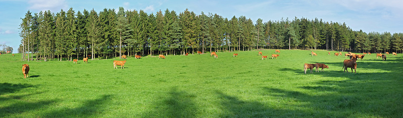 Image showing Brown cow - all brown