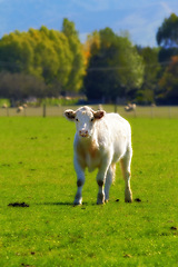 Image showing Portrait of a cow calf on open land with green healthy looking grass. A small little white cow stands on a field without the mother. Breeding calves on the farm. Young curious cow outdoors