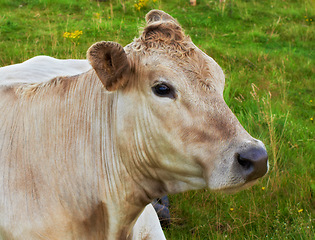 Image showing One hereford cow sitting alone on farm pasture. Portrait of hairy animal isolated against green grass on remote farmland and agriculture estate. Raising live cattle, grass fed diary farming industry