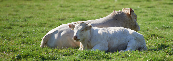 Image showing Two white cows roaming and resting on sustainable farm in pasture field in countryside. Raising and breeding livestock animals in agribusiness for free range organic cattle and dairy industry