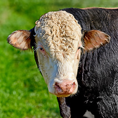 Image showing Closeup portrait one hereford cow alone on farm pasture. Portrait of hairy animal isolated against green grass on remote farmland and agriculture estate. Raising live cattle for dairy industry