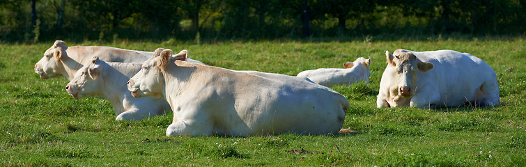 Image showing Herd of white cows roaming and resting on sustainable farm in pasture field in countryside. Raising and breeding livestock animals in agribusiness for free range organic cattle and dairy industry