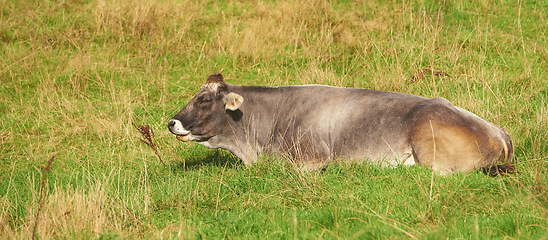 Image showing Full length of one old grey cow lying down alone on farm pasture. Animal resting while isolated against green grass on remote farmland and agriculture estate. Raising live cattle for dairy industry
