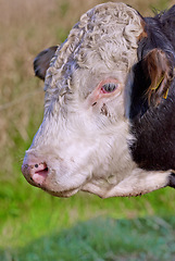 Image showing Closeup of a hereford cow alone on a farm pasture. Headshot of a sad bull grazing on lush green grass on rural farmland. Raising free range cattle for organic meat and dairy agriculture industry