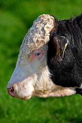 Image showing One hereford cow standing alone on farm pasture. Black and white hairy animal isolated against green grass on remote farmland and agriculture estate. Raising live cattle for dairy and beef industry