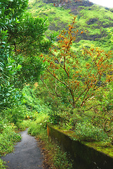 Image showing Jungle road
