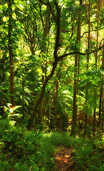 Image showing Scenic view of lush foliage and dense forest trees in Hawaii rainforest. Exploring nature and wildlife on remote tropical island for vacation and holiday. Green plants and bushes in mother nature