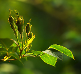 Image showing Rose buds on a vine about to open, closeup of rose shoot growing from a wild rose bush in a garden. Seasonal flowers symbolising romance, love, beauty and courage, will later be used for fragrance