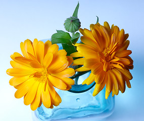 Image showing Marigold in a bottle, Ringelblume