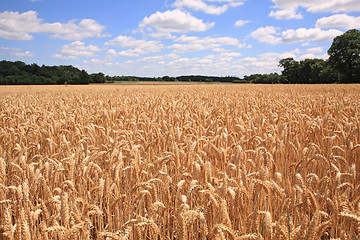 Image showing Wheat field