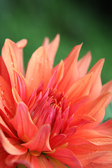 Image showing Fresh Dahlia