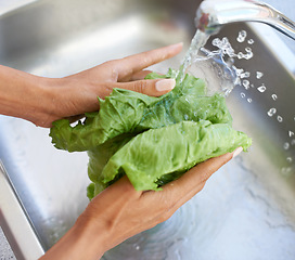 Image showing Woman, hands and washing lettuce in water or sink for fresh produce, natural vegetables or health in kitchen at home. Closeup of female person or vegan rinsing organic vegetable for salad preparation