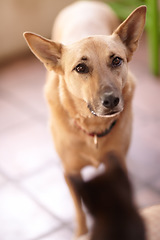 Image showing Dog, pet and animal in home alone, domestic pooch standing on floor or adorable furry companion in house. Canine, cute and young mixed breed doggy in apartment, living room or lonely puppy in lounge