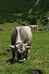 Image showing Grazing cow