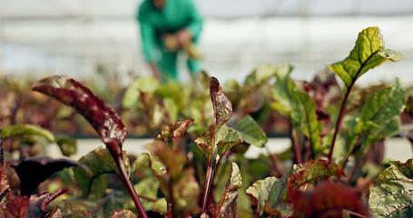 Image showing Plants, leaves and agriculture in greenhouse closeup for grow vegetable, healthy farming or organic environment. Garden, person and harvest or production for business, sustainability or industry food