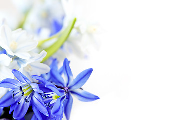 Image showing Spring flowers background