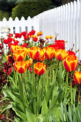 Image showing Tulips in spring garden