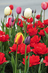 Image showing Tulips in spring garden