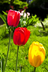 Image showing Tulips in spring garden