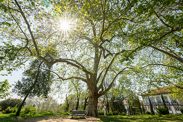 Image showing Branchy plane tree