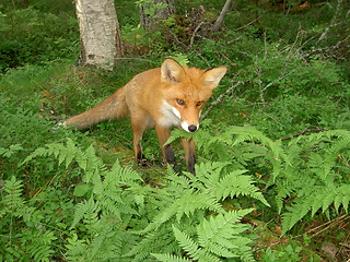 Image showing Red fox
