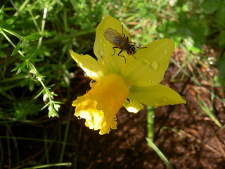 Image showing FlowerFly