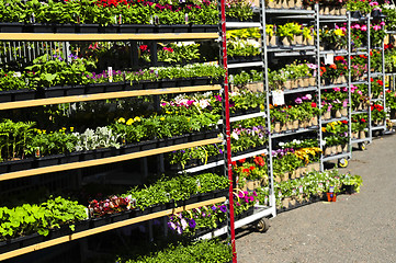 Image showing Flowers for sale