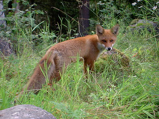 Image showing Red fox