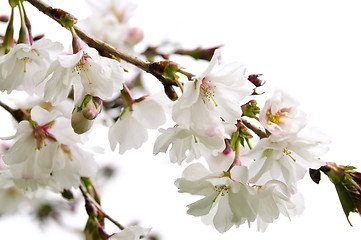 Image showing Oriental cherry blossom