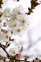 Image showing Oriental cherry blossom