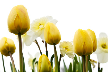 Image showing Tulips and daffodils on white background