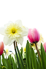 Image showing Tulips and daffodils on white background