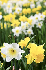 Image showing Daffodils