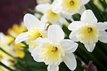 Image showing Daffodils