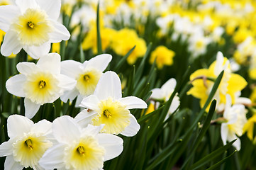 Image showing Daffodils