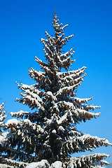 Image showing Winter fir