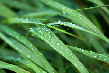 Image showing Dew on the grass