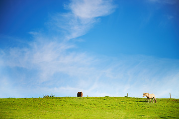 Image showing Blue sky, field and horses with nature, summer and environment with ecology, sustainable and peace. Countryside, animals and journey with adventure, grass and outdoor with stallion, freedom or spring