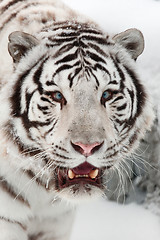 Image showing White tiger portrait