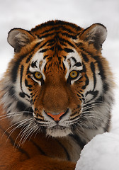 Image showing Tiger portrait