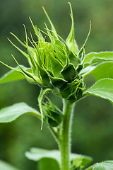 Image showing Sunflower bud