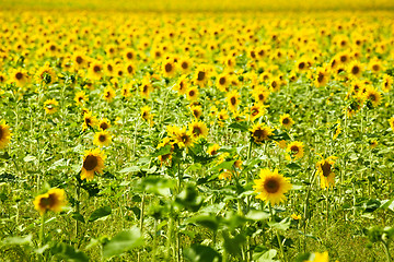 Image showing Sunflower meadow