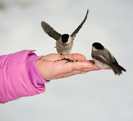 Image showing Two chickadees