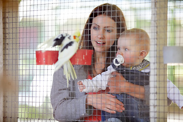 Image showing Mother, holding and baby for show of bird, zoo or cage on farm for bonding, relationship or childhood. Woman, infant and looking at cockatiel with color for cognitive development, growth and care