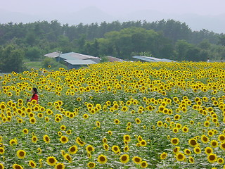 Image showing sunflower field