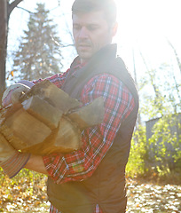 Image showing One mature lumberjack holding pieces of wooden logs after chopping tree in remote landscape. Serious focused man standing alone outside, carrying firewood for stove. Gathering for alternative heating