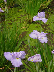 Image showing irises